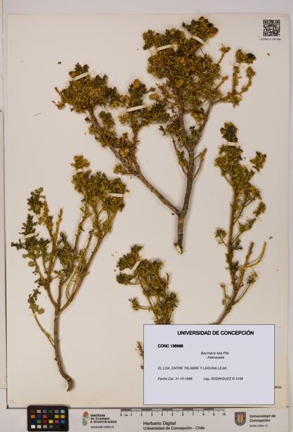 Baccharis tola [Espécimen: UDEC:CONC:0136688]