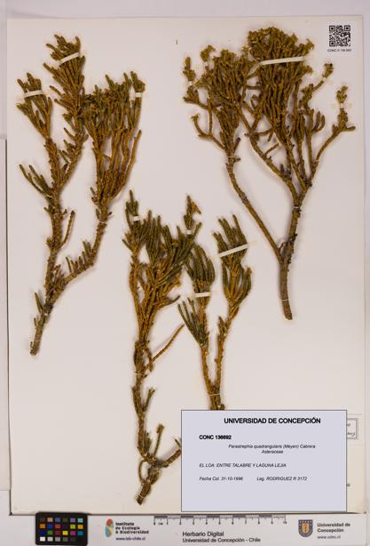 Parastrephia quadrangularis [Espécimen: UDEC:CONC:0136692]