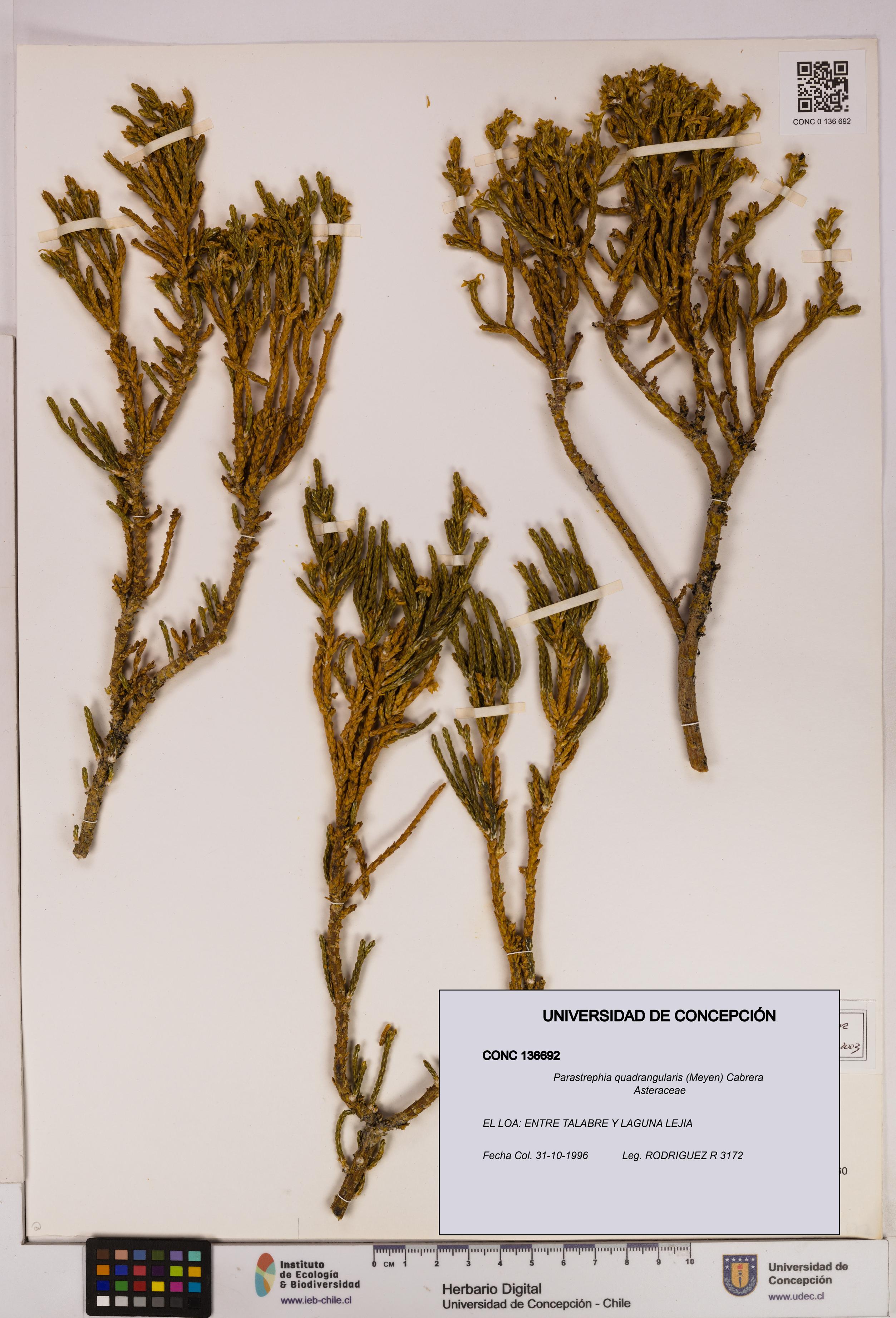 Parastrephia quadrangularis [Espécimen: UDEC:CONC:0136692]
