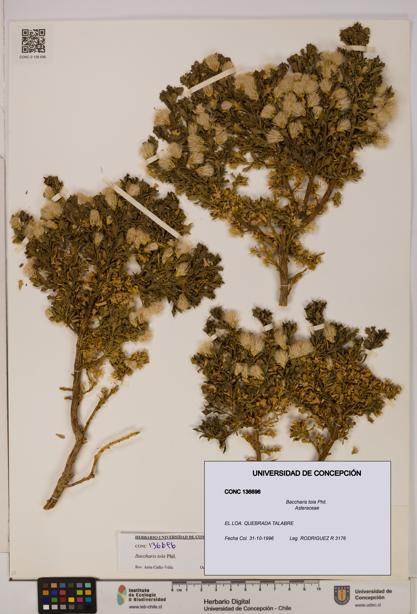 Baccharis tola [Espécimen: UDEC:CONC:0136696]