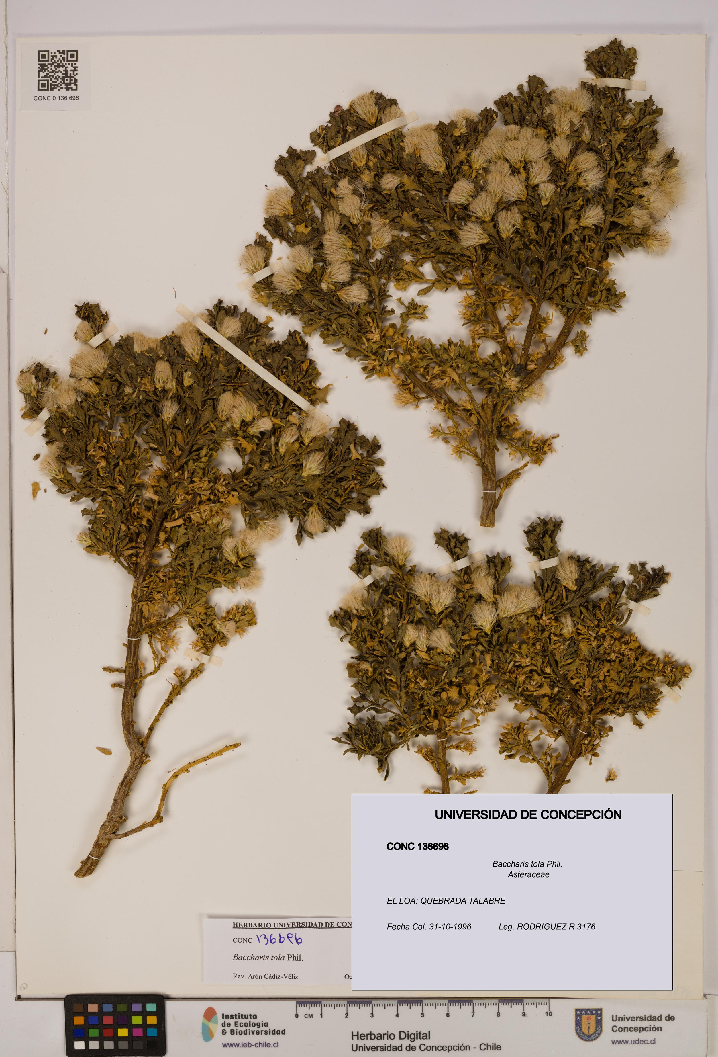 Baccharis tola [Espécimen: UDEC:CONC:0136696]