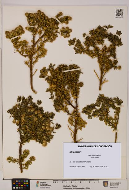 Baccharis tola [Espécimen: UDEC:CONC:0136697]