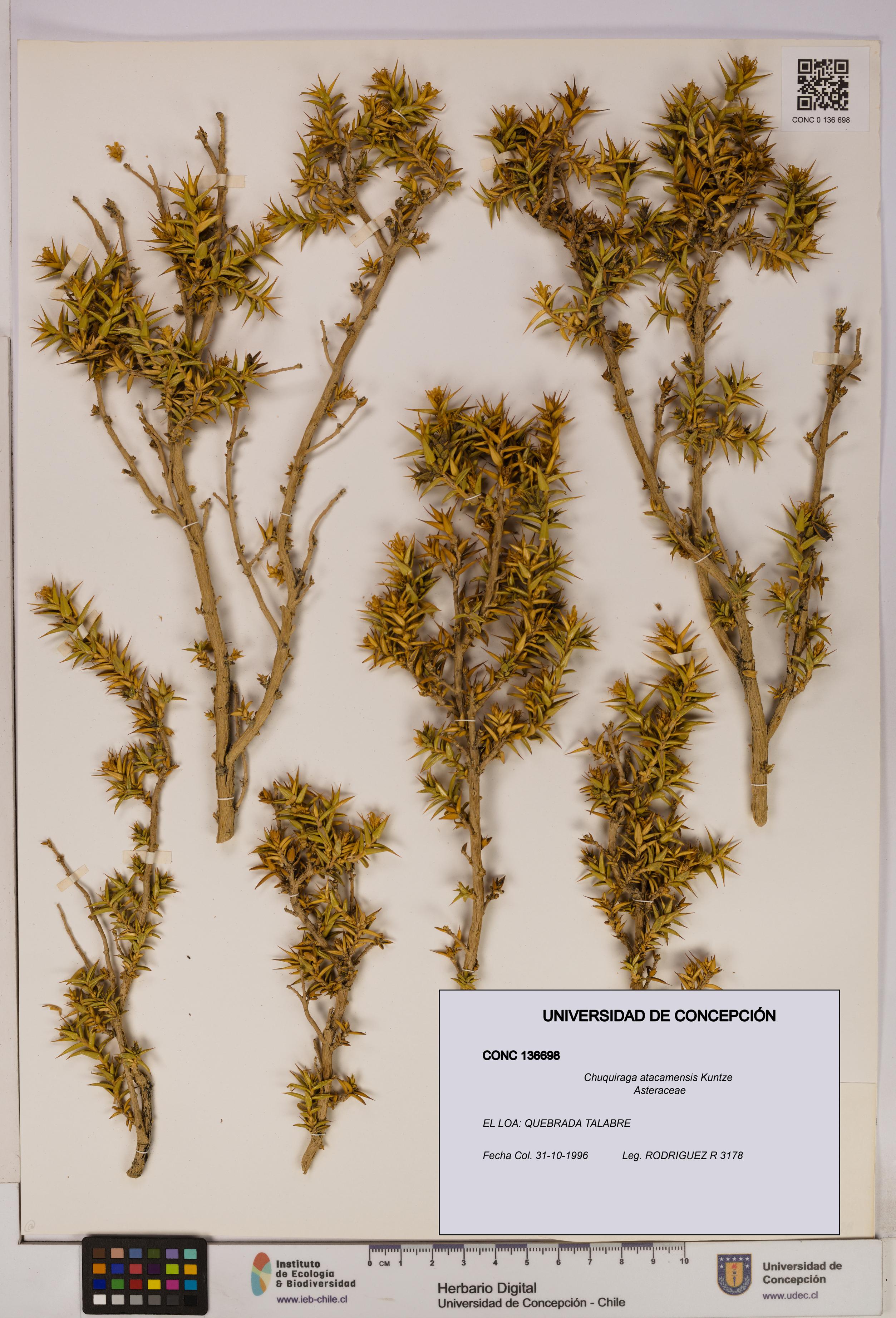 Chuquiraga atacamensis [Espécimen: UDEC:CONC:0136698]