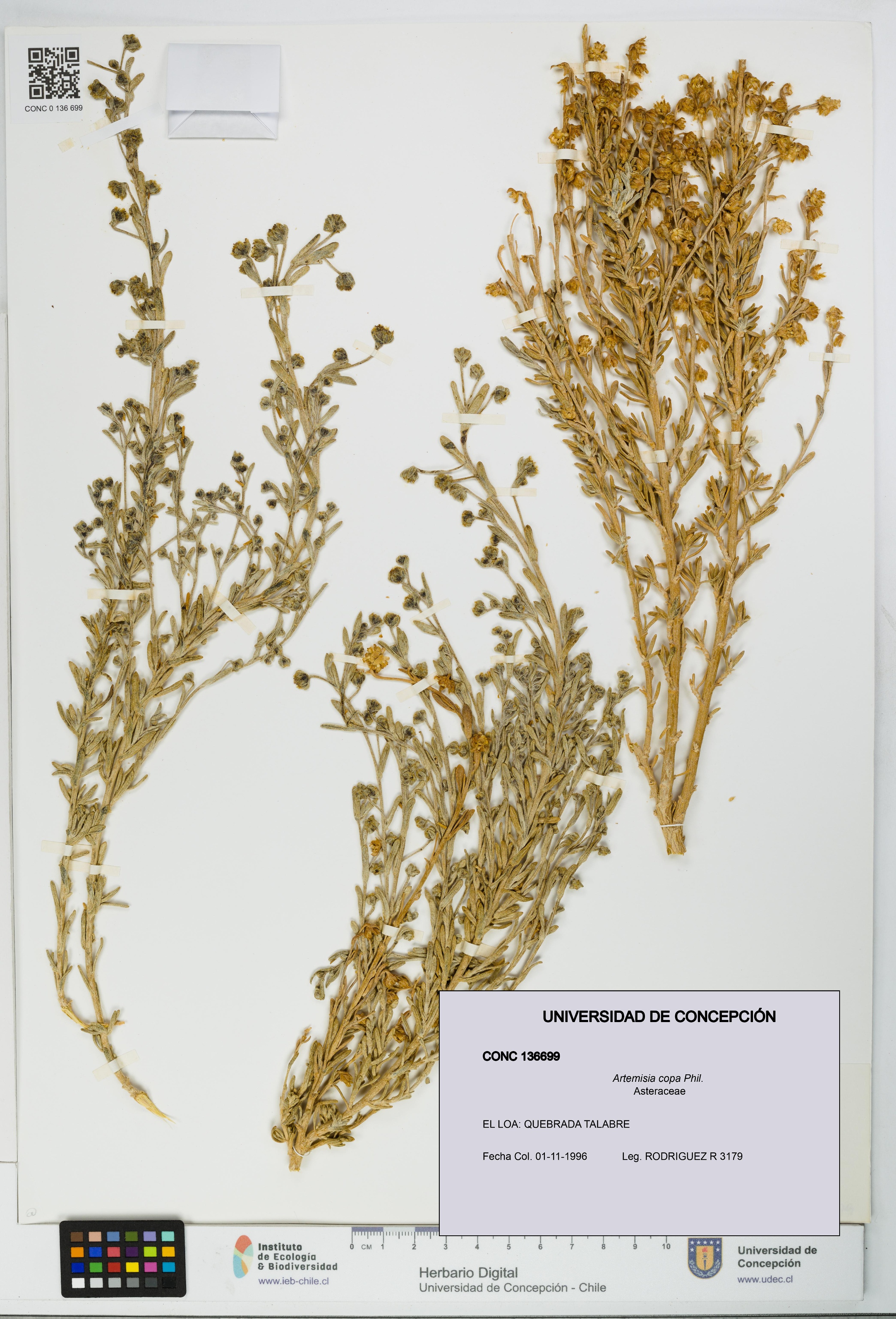 Artemisia copa [Espécimen: UDEC:CONC:0136699]