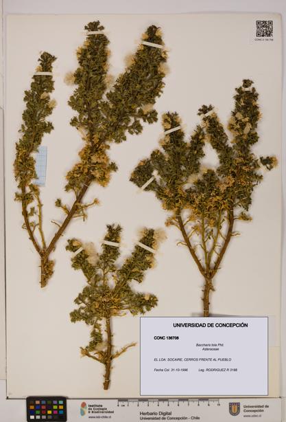Baccharis tola [Espécimen: UDEC:CONC:0136708]