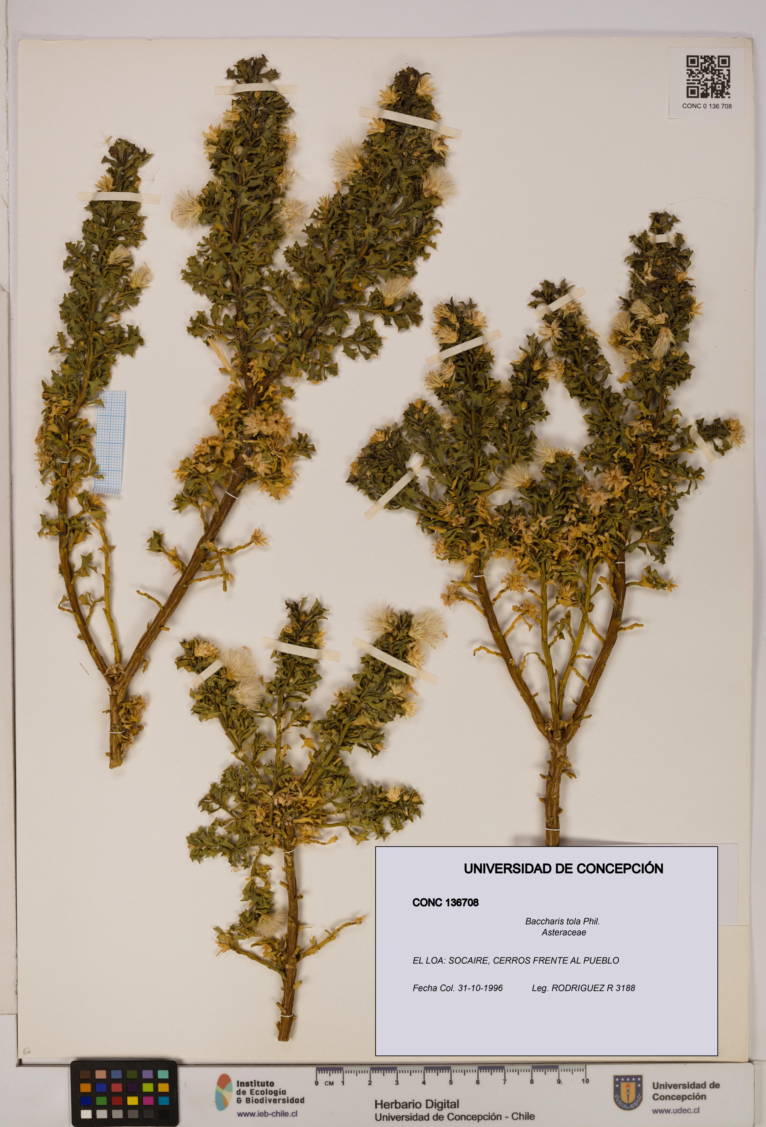 Baccharis tola [Espécimen: UDEC:CONC:0136708]