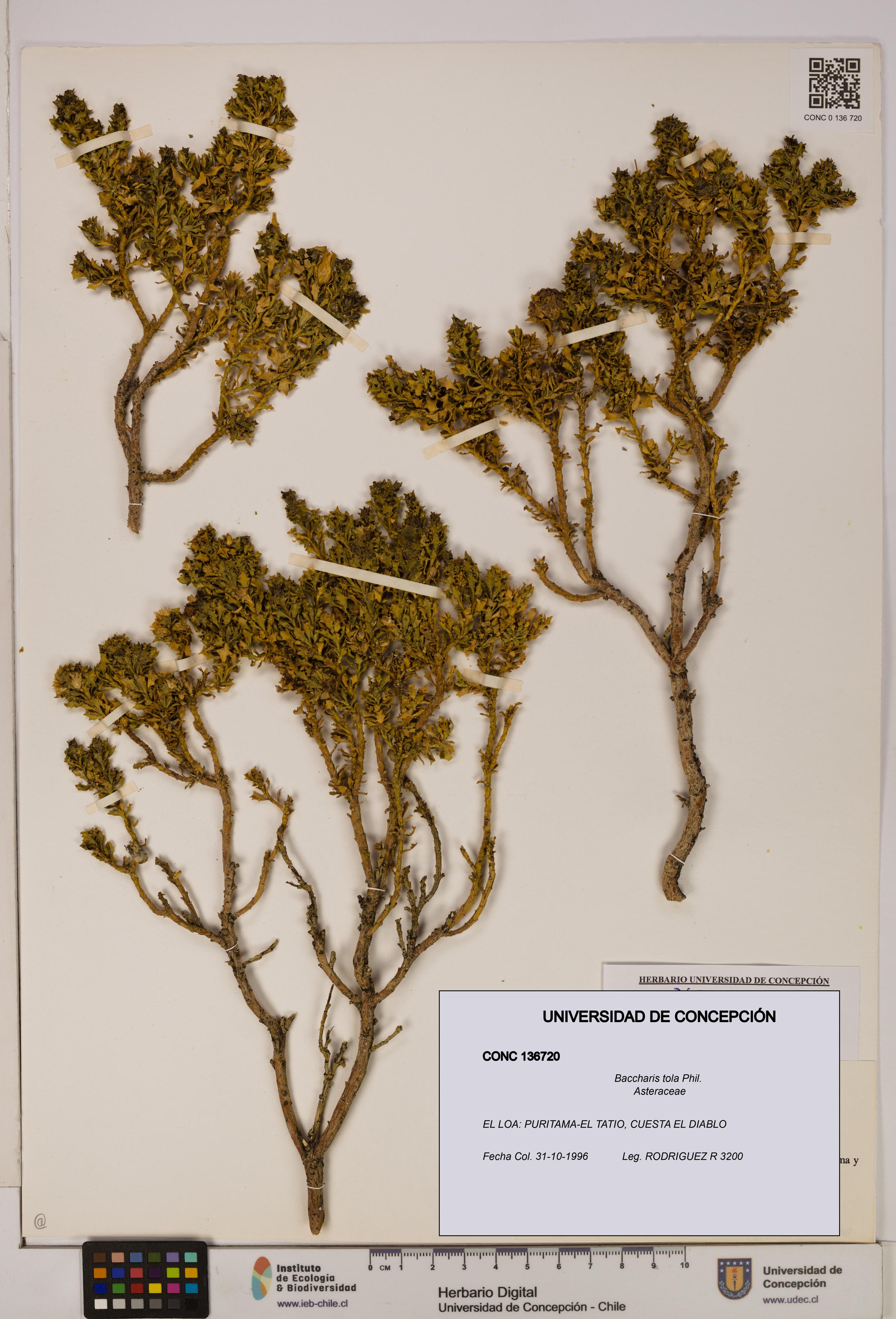 Baccharis tola [Espécimen: UDEC:CONC:0136720]