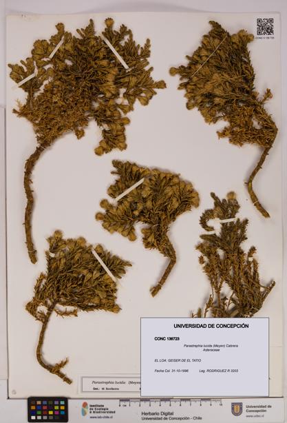 Parastrephia lucida [Espécimen: UDEC:CONC:0136723]