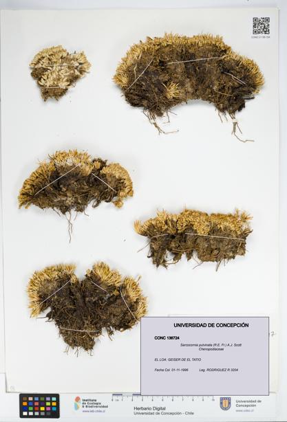 Sarcocornia pulvinata [Espécimen: UDEC:CONC:0136724]