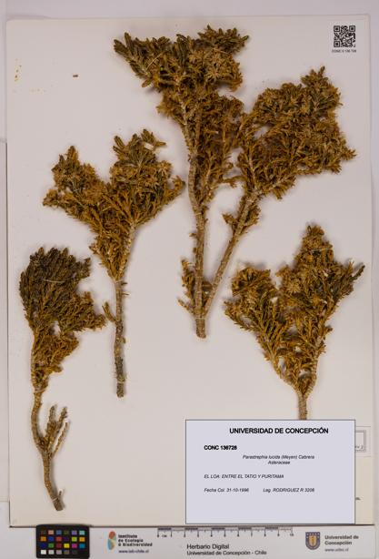 Parastrephia lucida [Espécimen: UDEC:CONC:0136728]