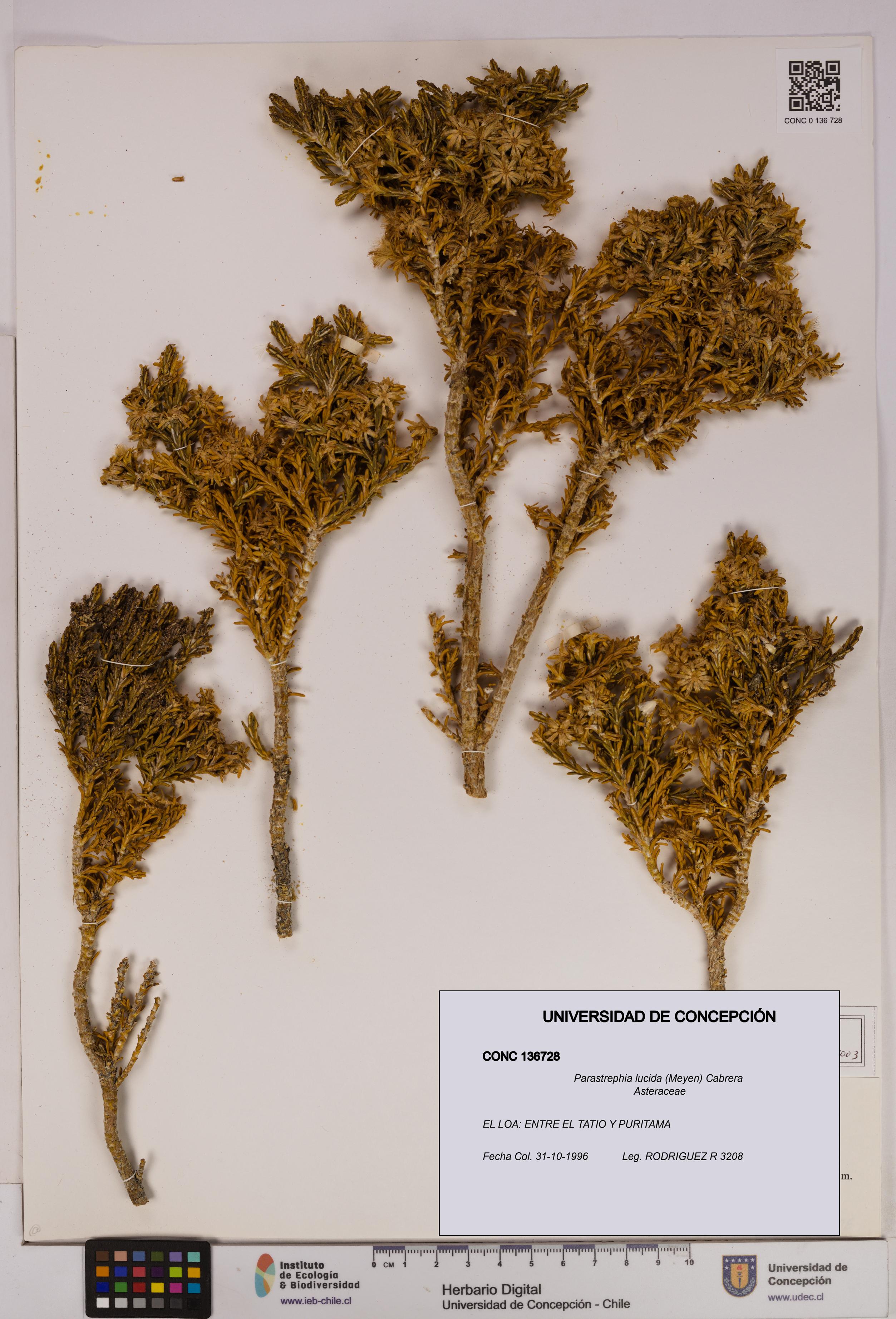 Parastrephia lucida [Espécimen: UDEC:CONC:0136728]
