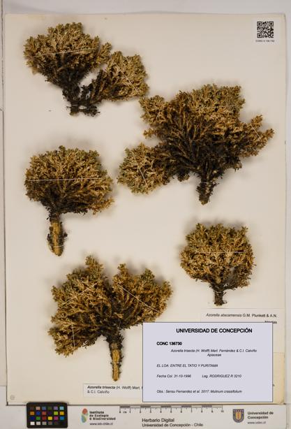 Azorella trisecta [Espécimen: ]