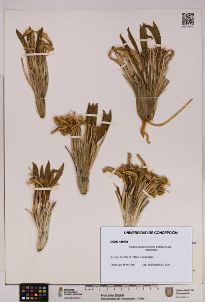 Perezia pungens [Espécimen: UDEC:CONC:0136731]