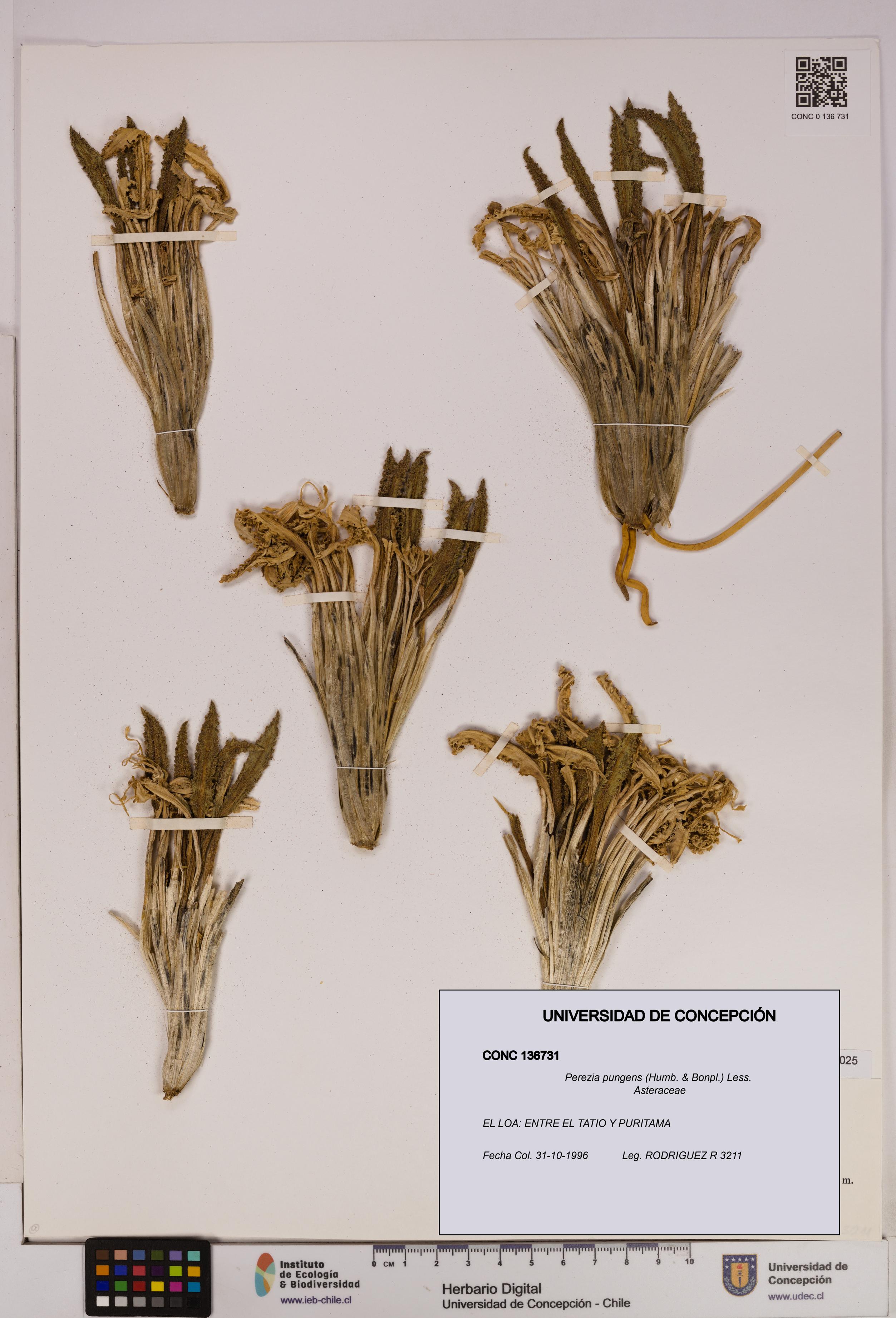 Perezia pungens [Espécimen: UDEC:CONC:0136731]