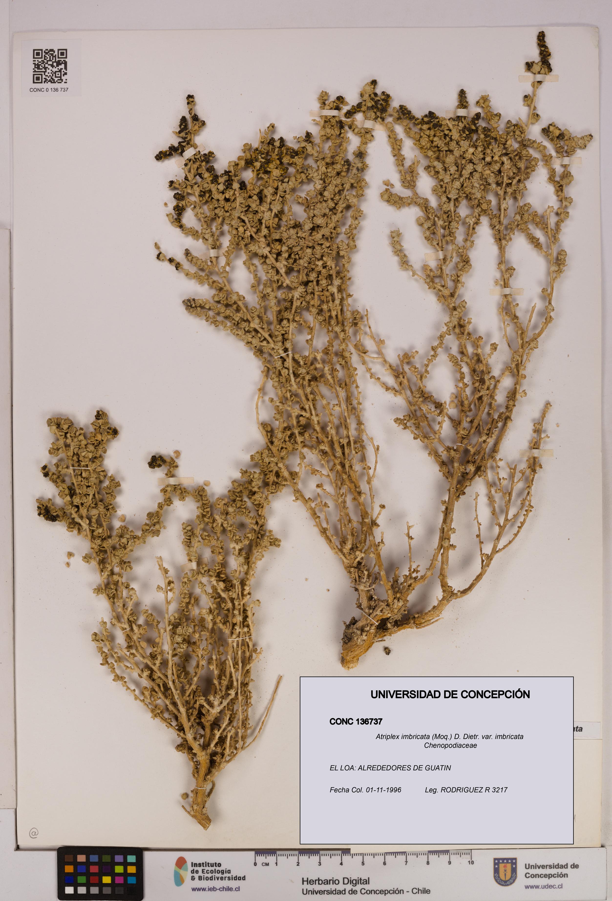Atriplex imbricata [Espécimen: UDEC:CONC:0136737]