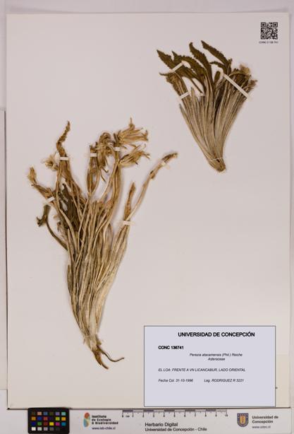 Perezia atacamensis [Espécimen: UDEC:CONC:0136741]