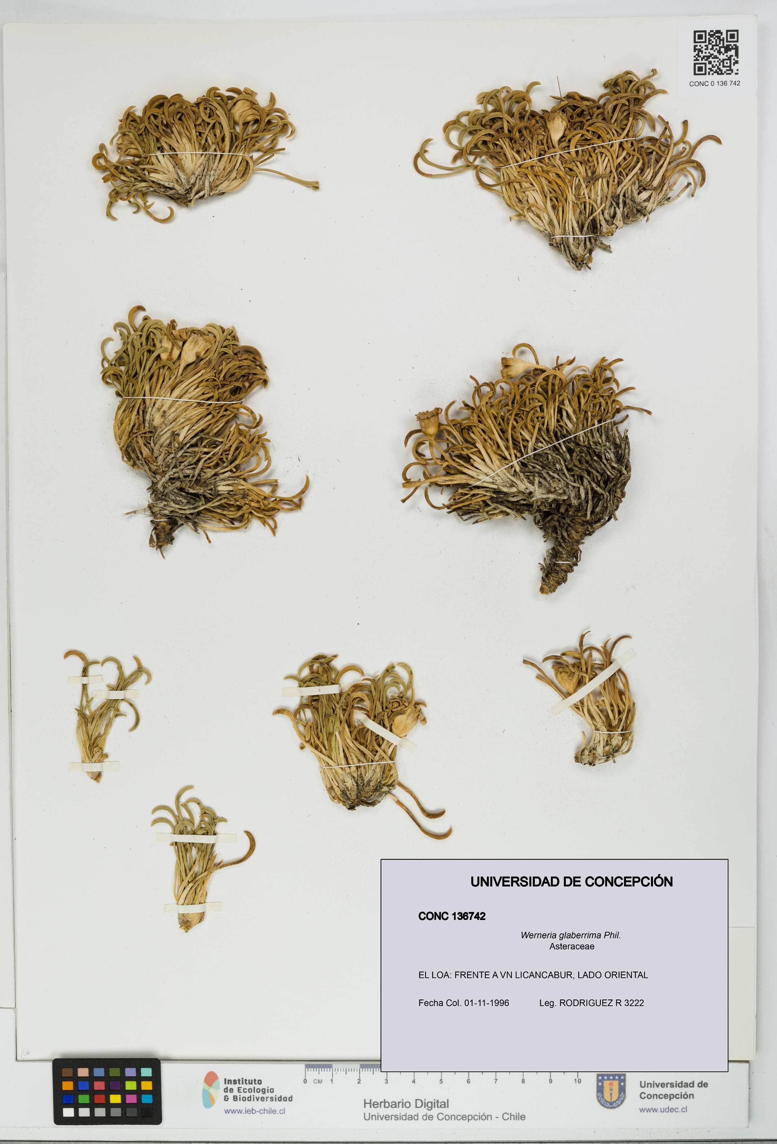 Werneria glaberrima [Espécimen: UDEC:CONC:0136742]