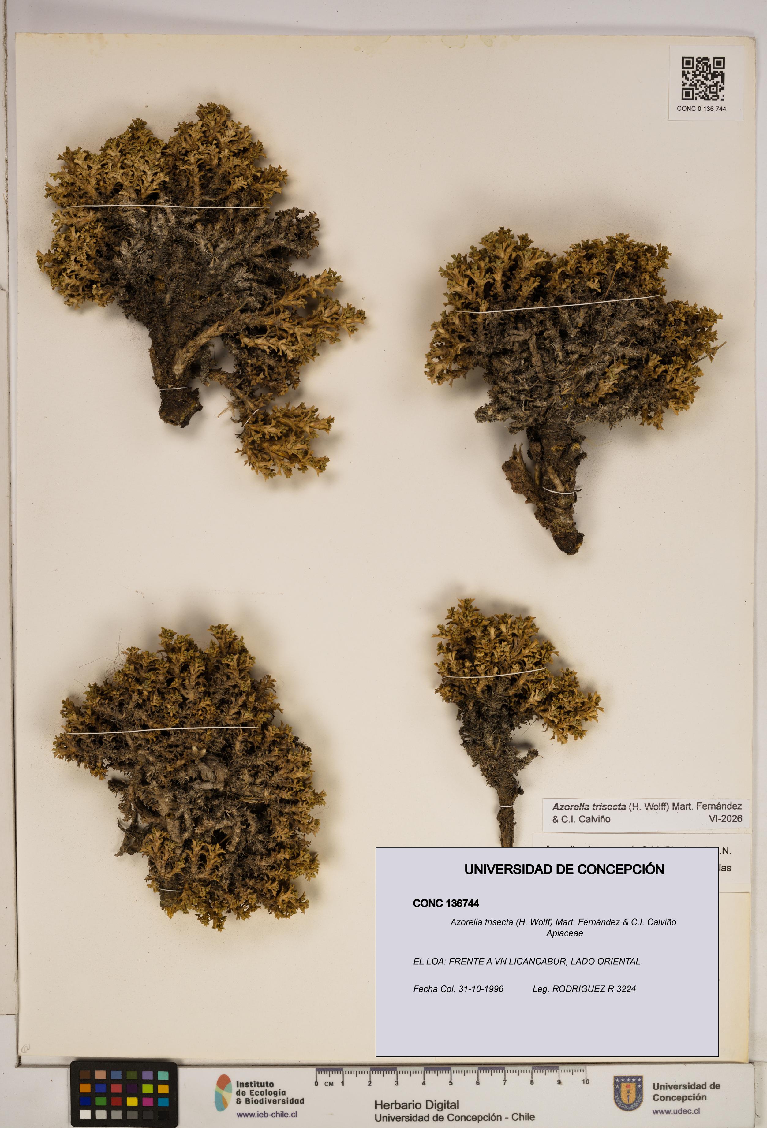 Azorella trisecta [Espécimen: ]