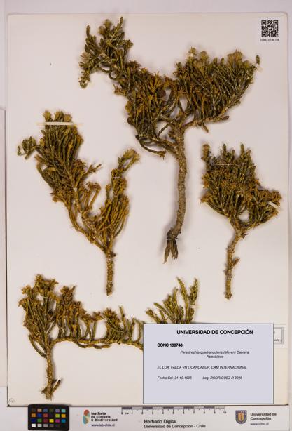 Parastrephia quadrangularis [Espécimen: UDEC:CONC:0136748]