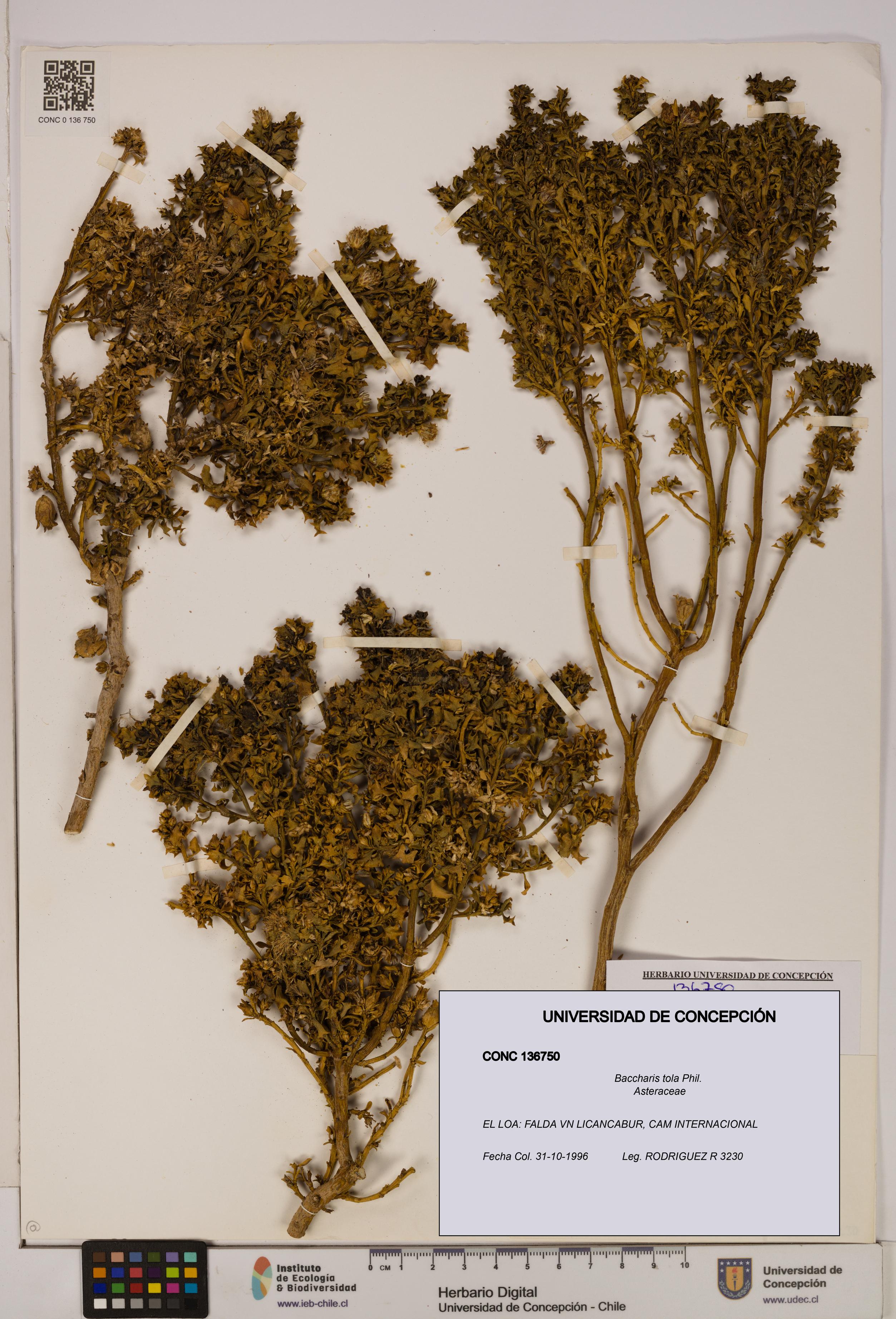 Baccharis tola [Espécimen: UDEC:CONC:0136750]