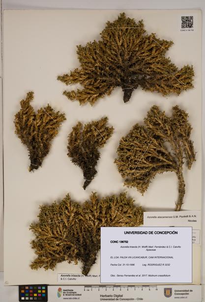 Azorella trisecta [Espécimen: ]