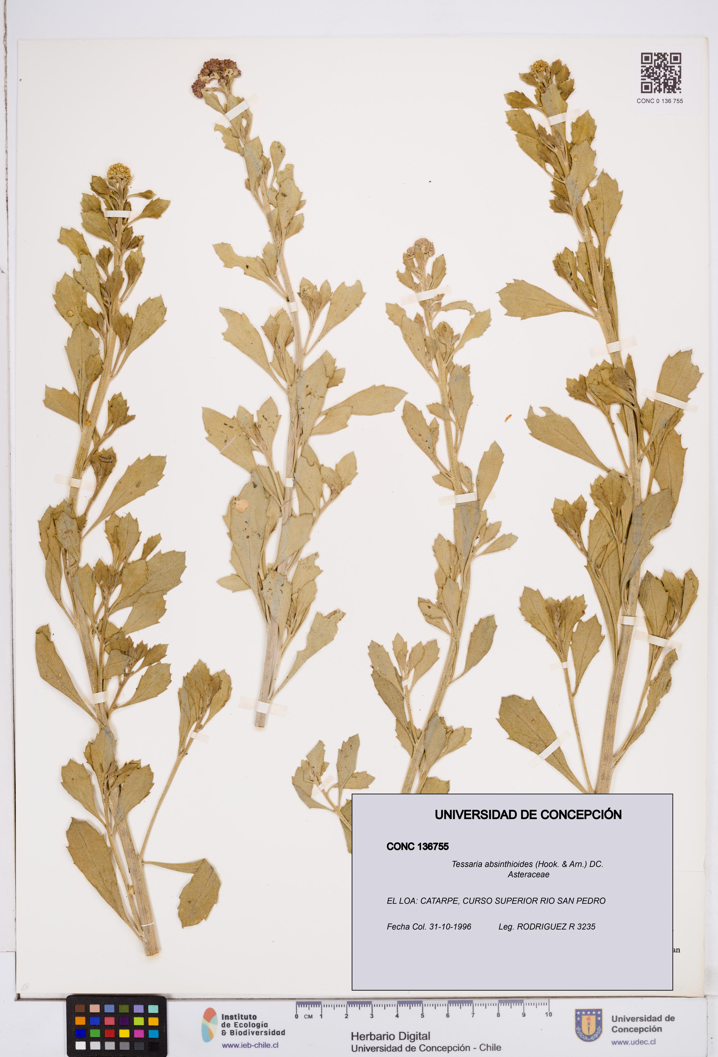 Tessaria absinthioides [Espécimen: ]