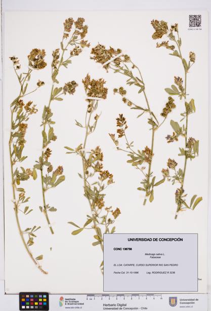 Medicago sativa [Espécimen: ]