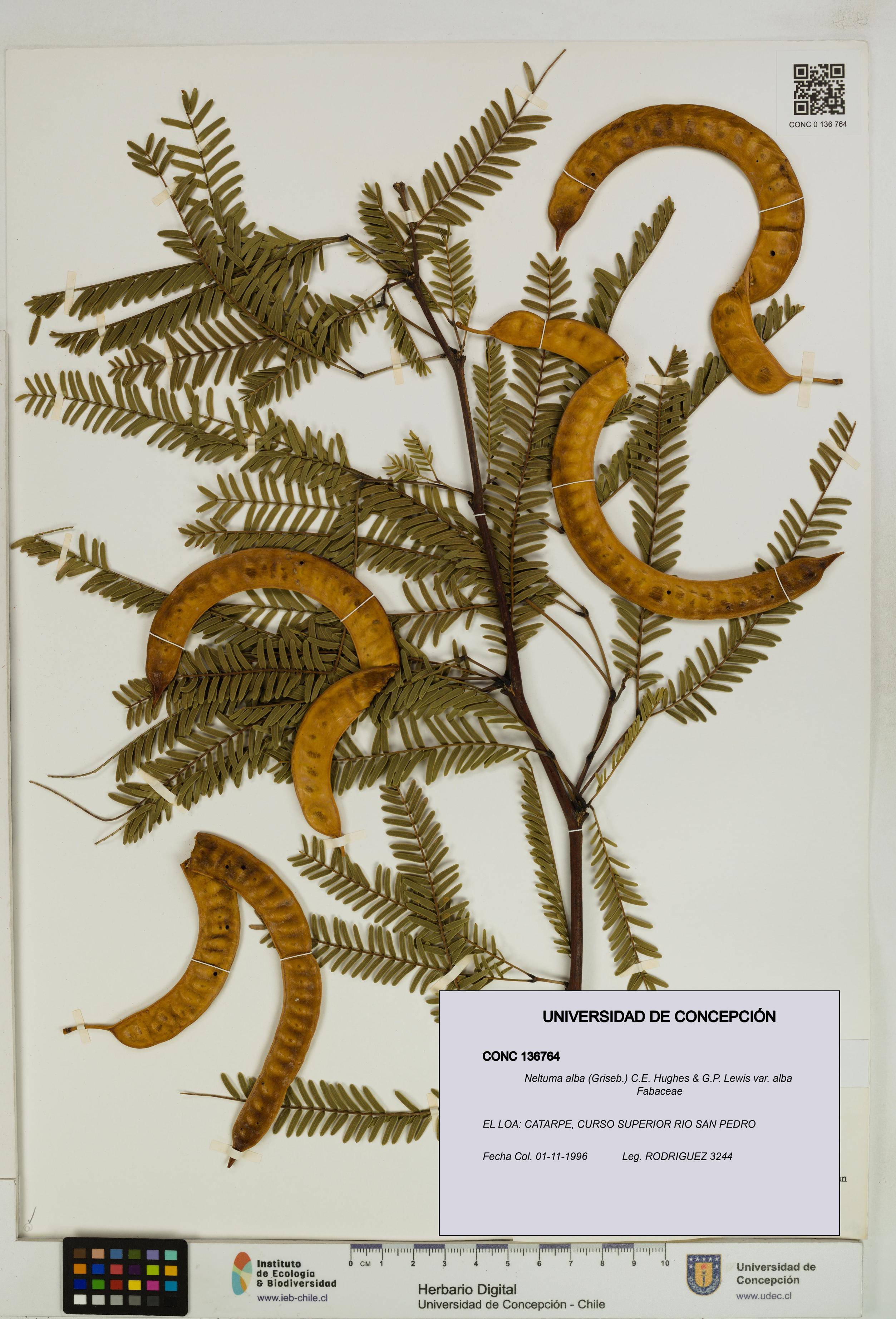 Neltuma alba var. alba [Espécimen: UDEC:CONC:0136764]