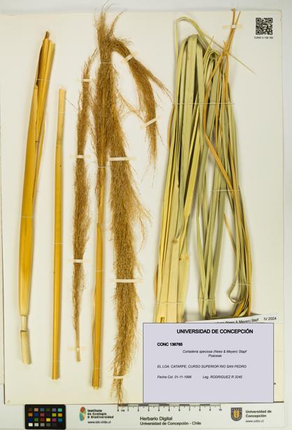 Cortaderia speciosa [Espécimen: UDEC:CONC:0136765]