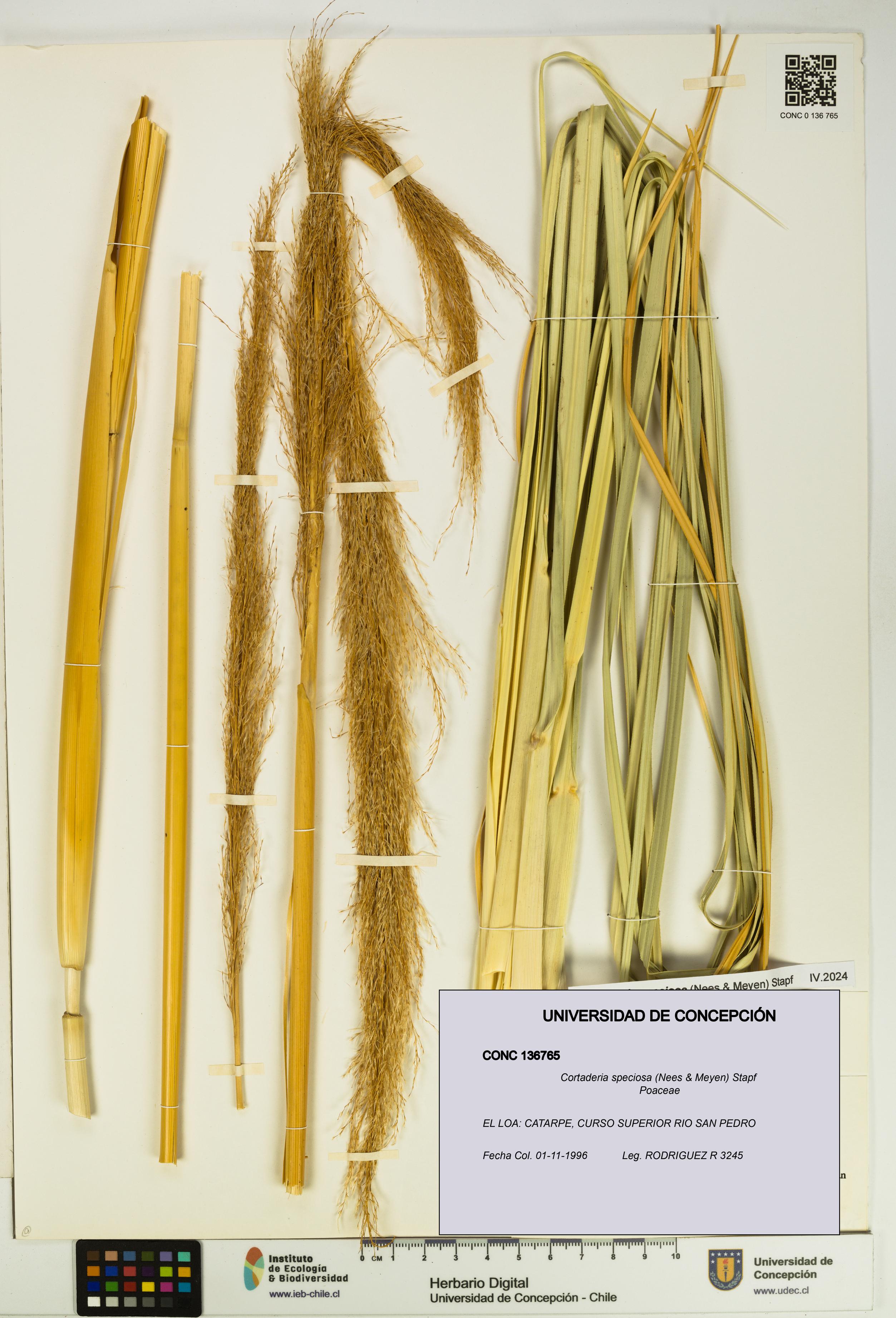 Cortaderia speciosa [Espécimen: UDEC:CONC:0136765]