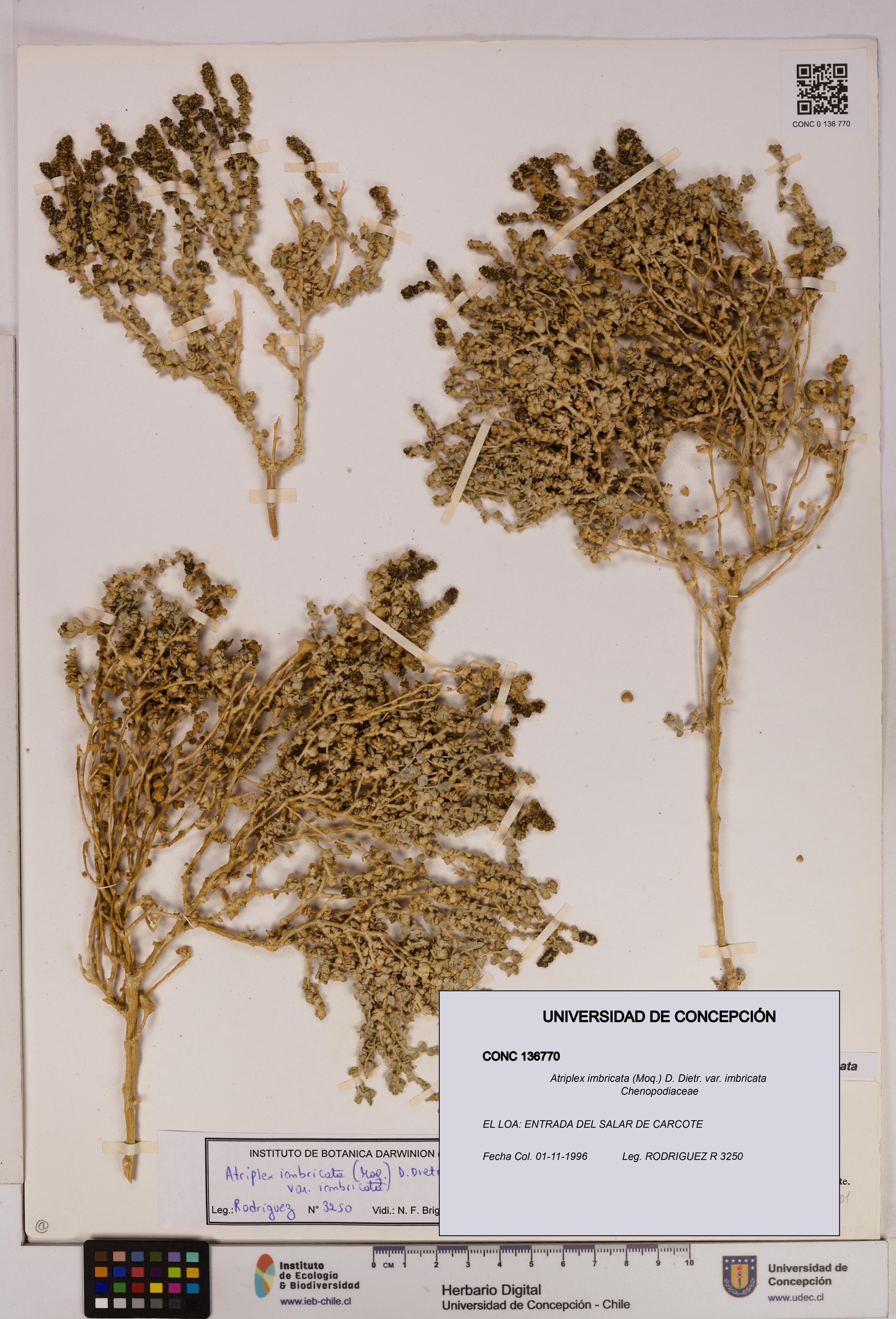 Atriplex imbricata [Espécimen: UDEC:CONC:0136770]