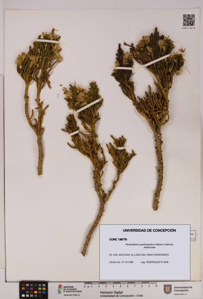 Parastrephia quadrangularis [Espécimen: UDEC:CONC:0136776]