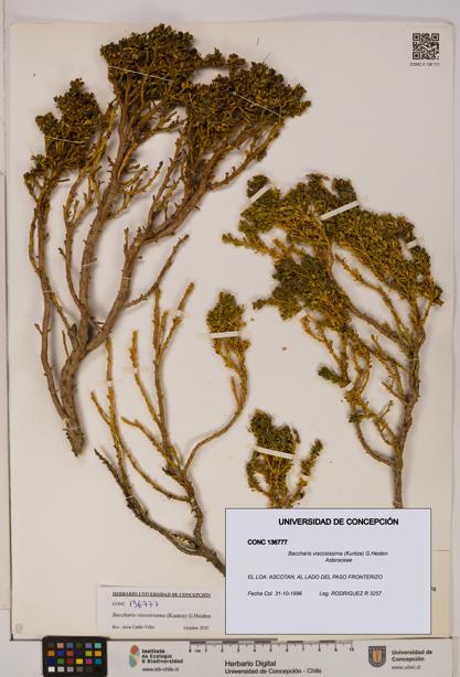 Baccharis tola [Espécimen: UDEC:CONC:0136777]