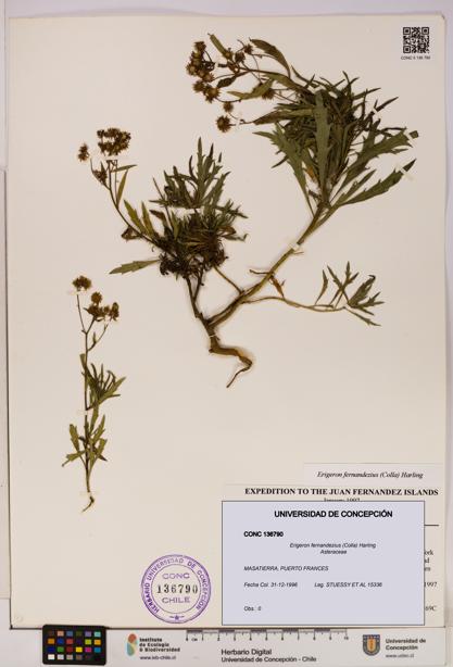 Erigeron fernandezius [Espécimen: UDEC:CONC:0136790]
