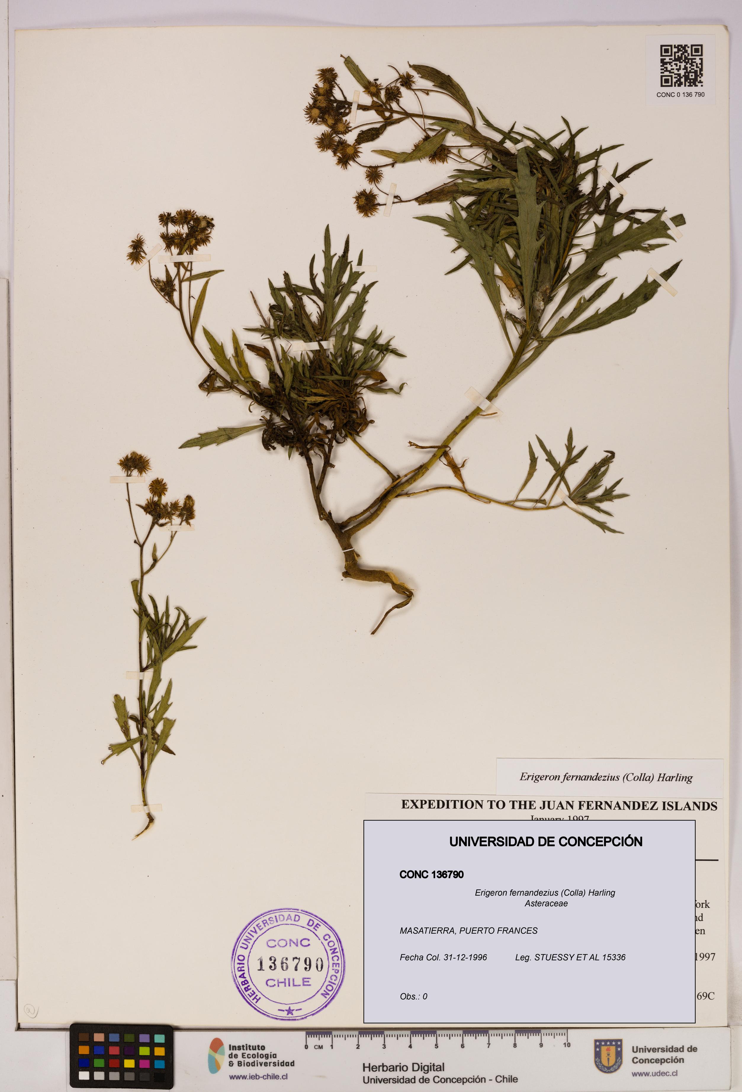 Erigeron fernandezius [Espécimen: UDEC:CONC:0136790]