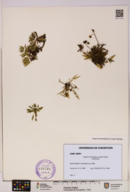 Erigeron fernandezius [Espécimen: UDEC:CONC:0136791]