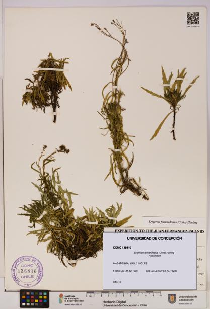 Erigeron fernandezius [Espécimen: UDEC:CONC:0136810]
