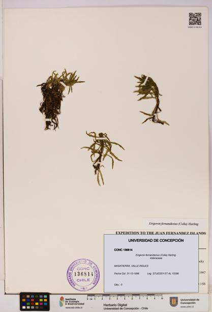 Erigeron fernandezius [Espécimen: UDEC:CONC:0136814]