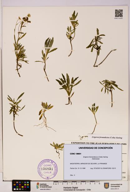 Erigeron fernandezius [Espécimen: UDEC:CONC:0136831]