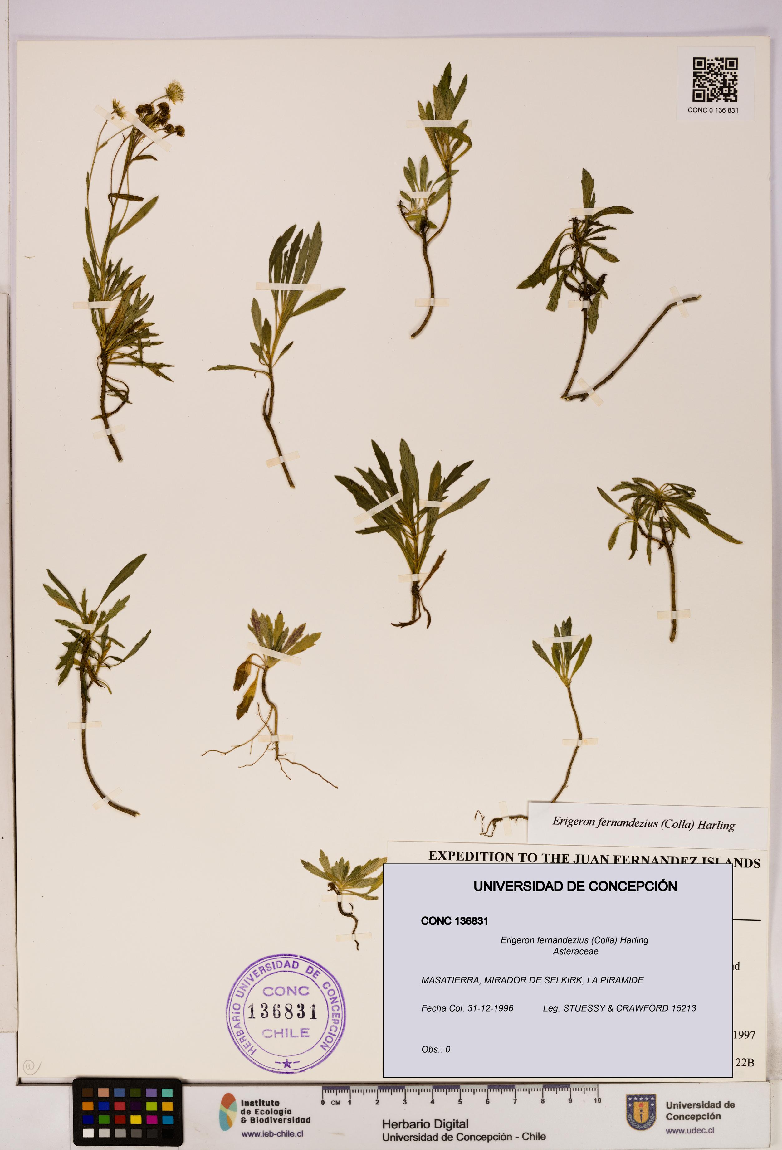Erigeron fernandezius [Espécimen: UDEC:CONC:0136831]