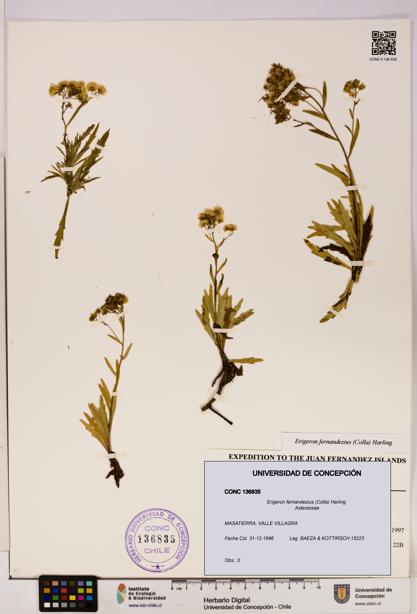 Erigeron fernandezius [Espécimen: UDEC:CONC:0136835]