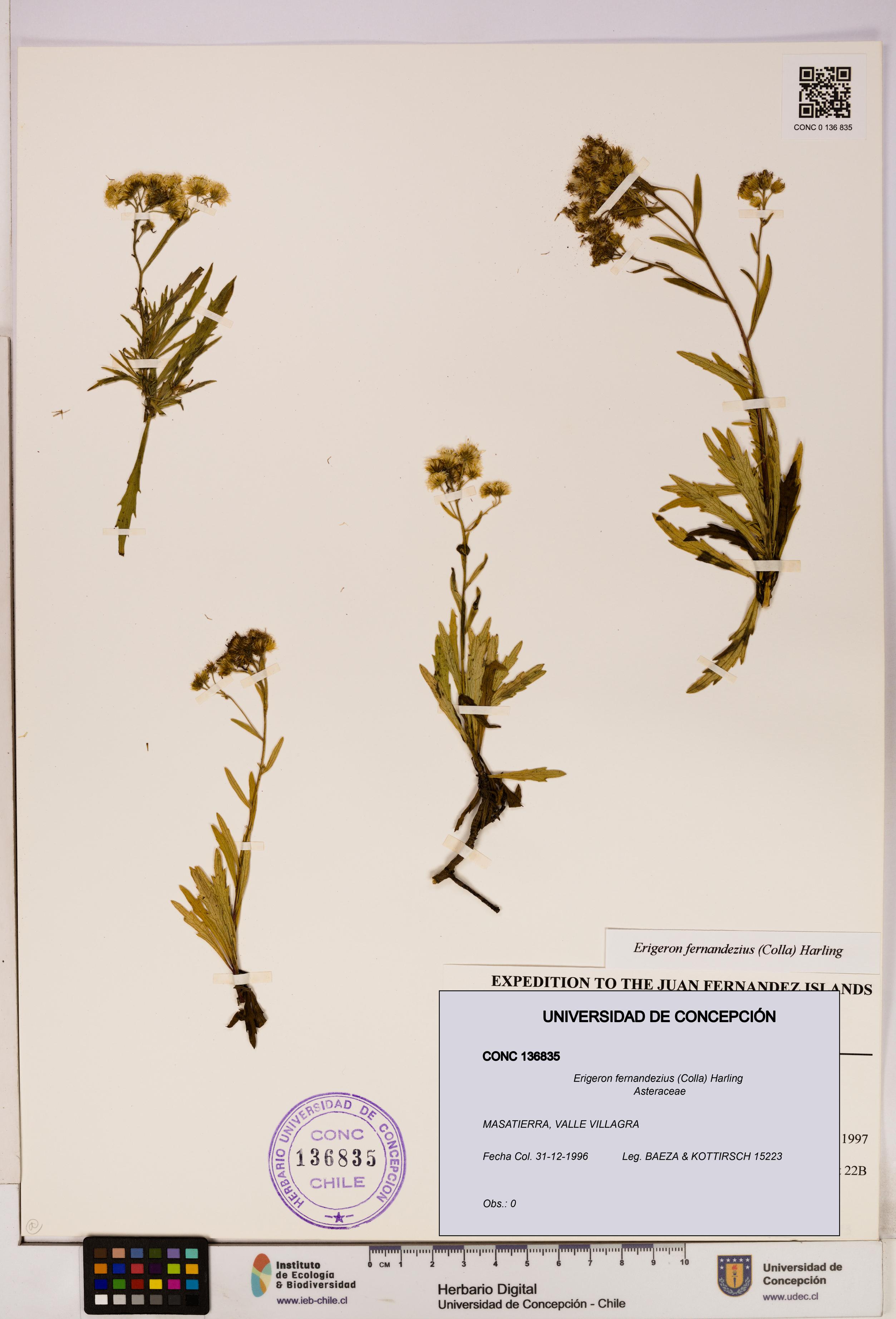 Erigeron fernandezius [Espécimen: UDEC:CONC:0136835]