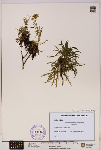 Erigeron fernandezius [Espécimen: UDEC:CONC:0136866]