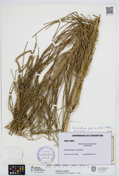 Equisetum giganteum [Espécimen: UDEC:CONC:0136875]