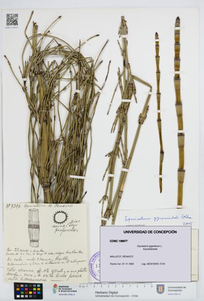 Equisetum giganteum [Espécimen: UDEC:CONC:0136877]