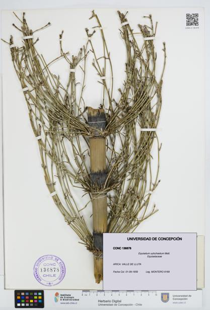 Equisetum xylochaetum [Espécimen: UDEC:CONC:0136878]
