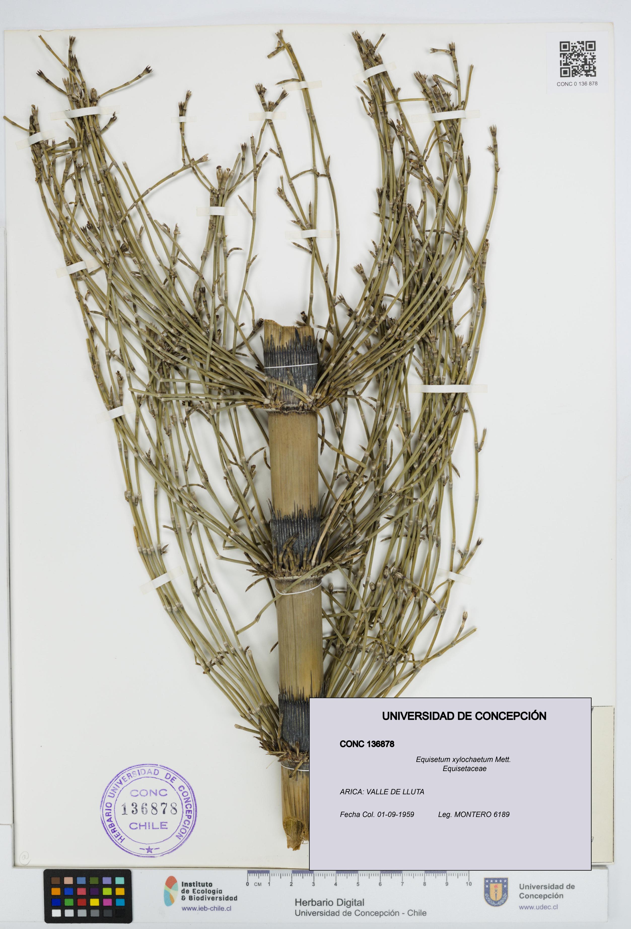 Equisetum xylochaetum [Espécimen: UDEC:CONC:0136878]