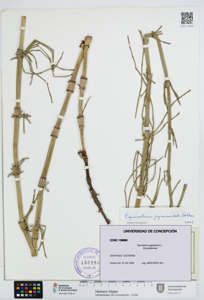 Equisetum giganteum [Espécimen: UDEC:CONC:0136880]