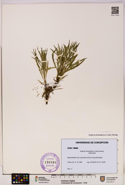 Erigeron fernandezius [Espécimen: UDEC:CONC:0136890]