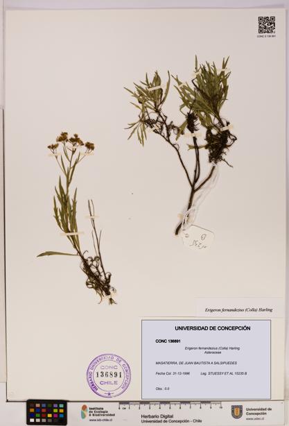 Erigeron fernandezius [Espécimen: UDEC:CONC:0136891]
